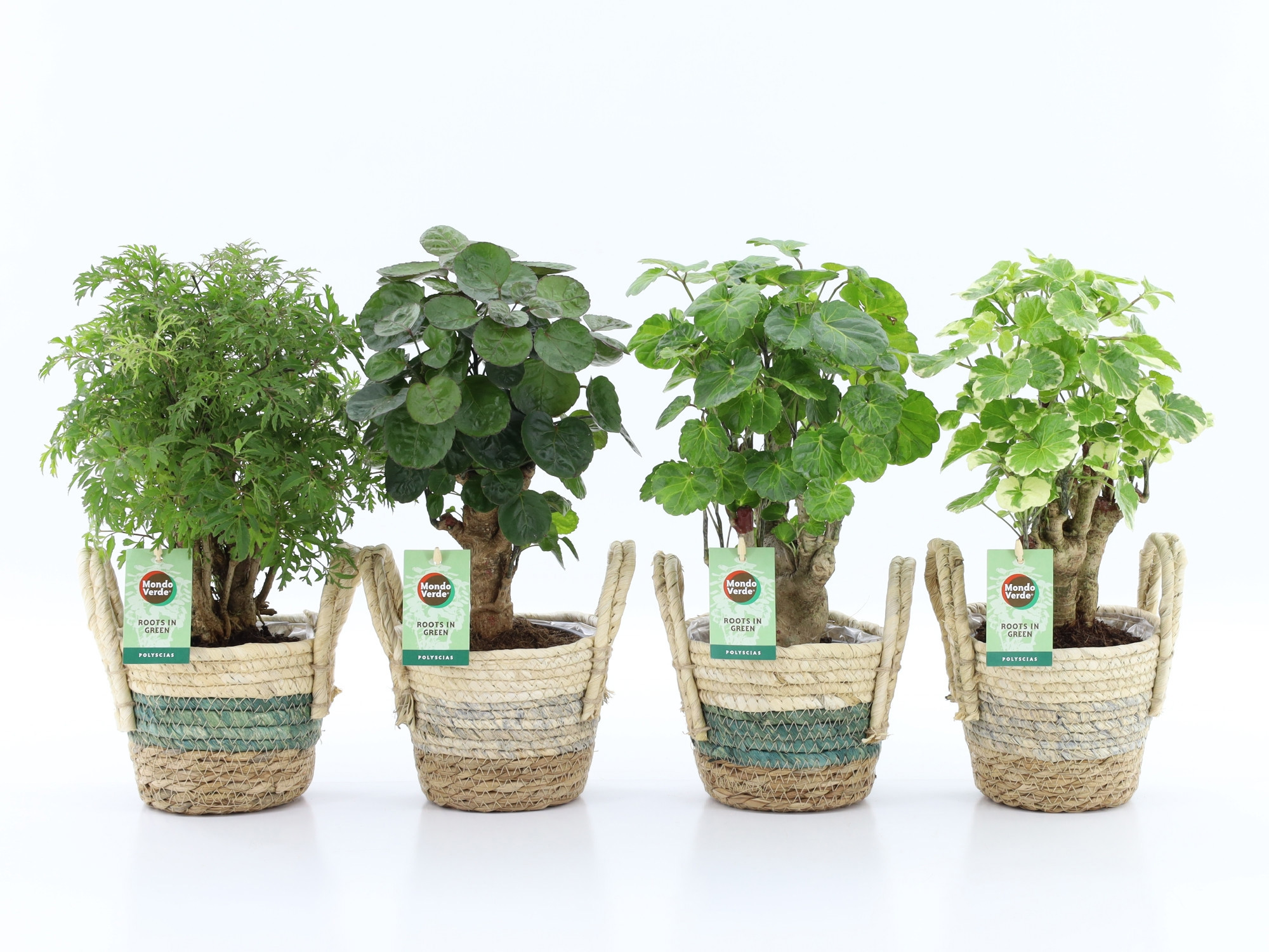 Polyscias Mix 12cm in Noah Stripe, D 14