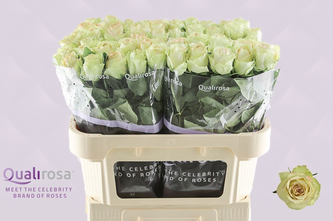 Роза од. Гипноз 70, шт.