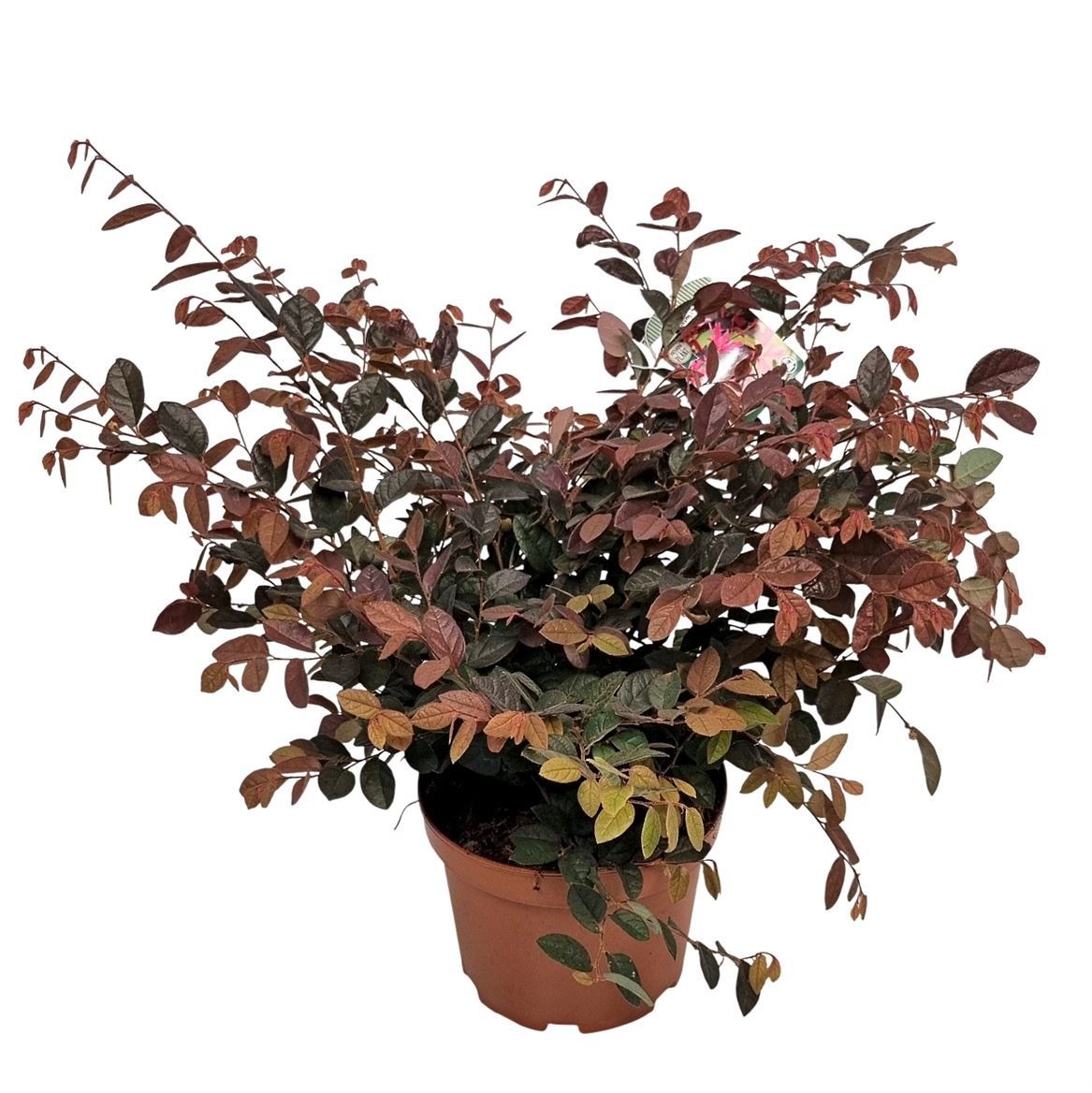 Loropetalum Chinensis Bush, D 19 cm Loropetalum Chinensis Bush, D 19 cm