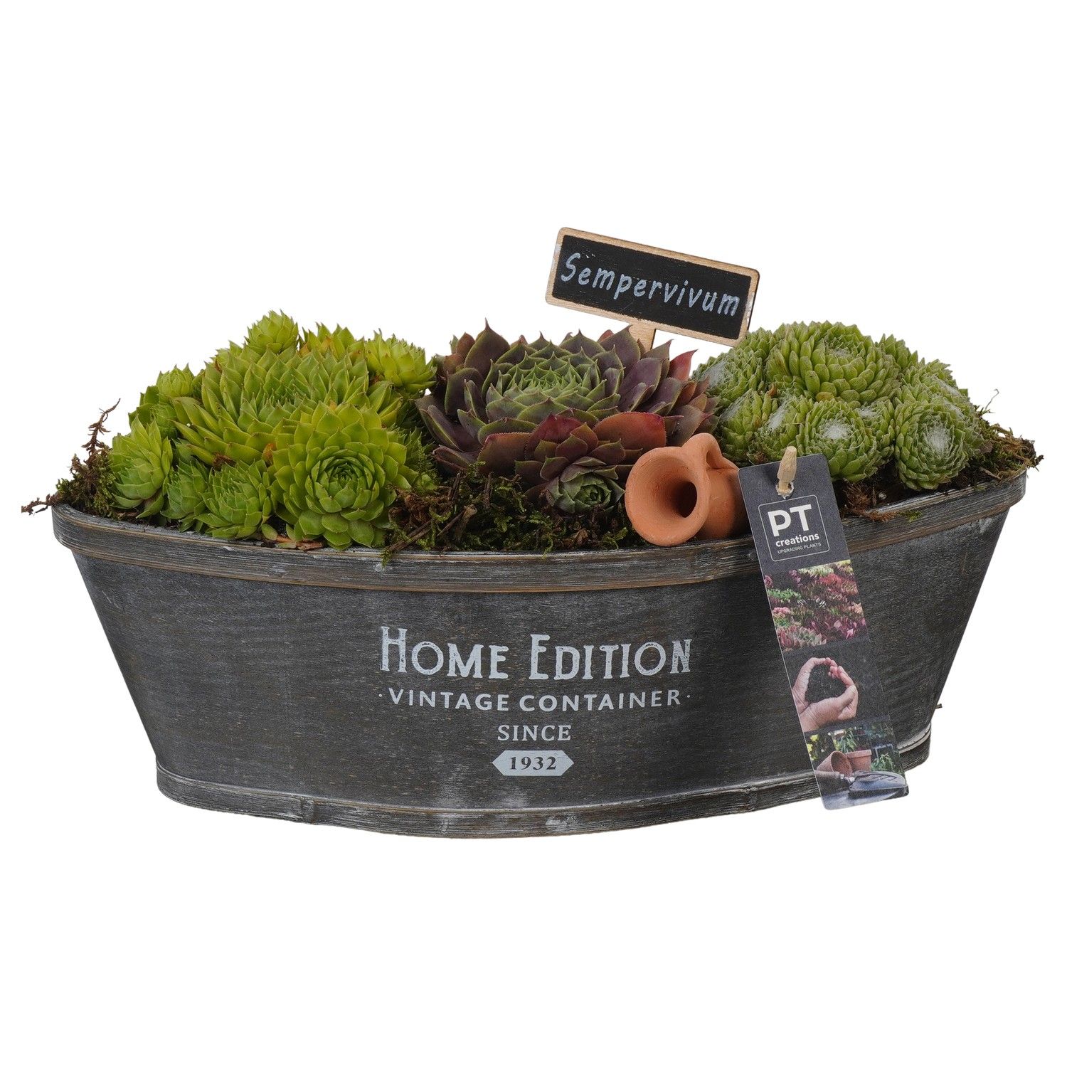 PTS2764 Arrangement Sempervivum in houten bak bootvorm, D 32 cm PTS2764 Arrangement Sempervivum in houten bak bootvorm, D 32 cm
