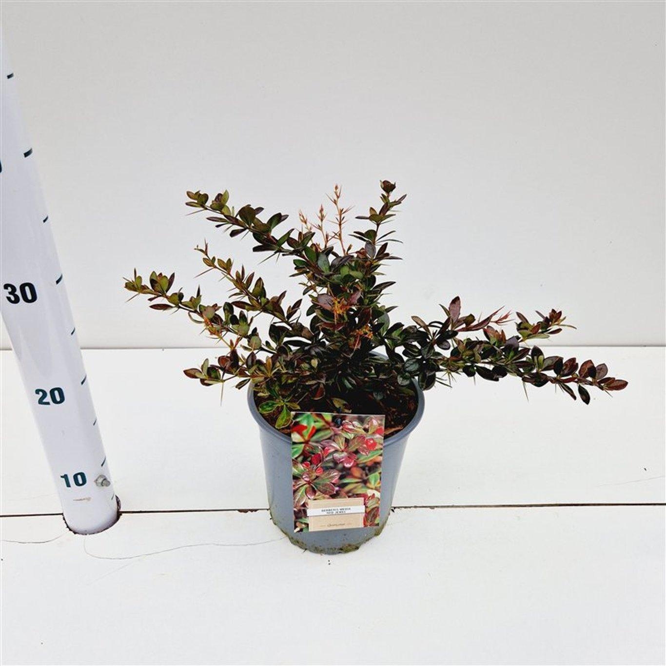 Berberis media 'Red Jewel', D 17 cm