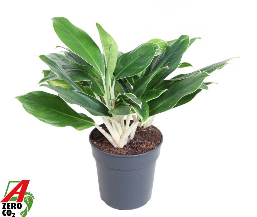 Aglaonema White Edge, D 24