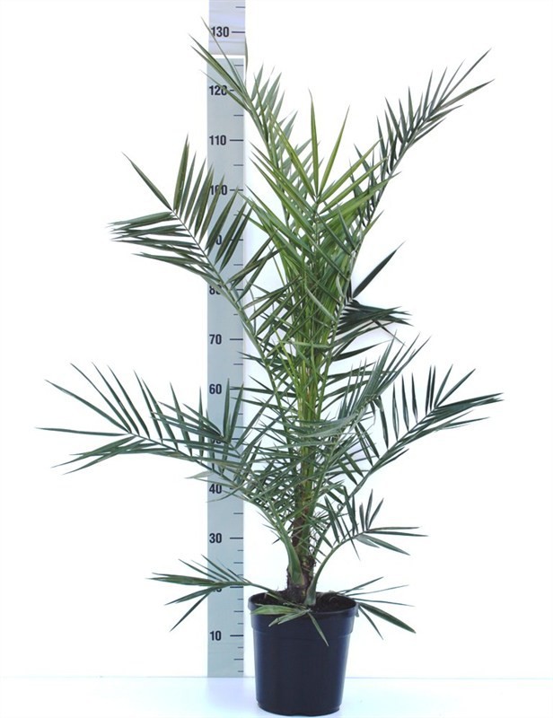 phoenix can, D 14 cm