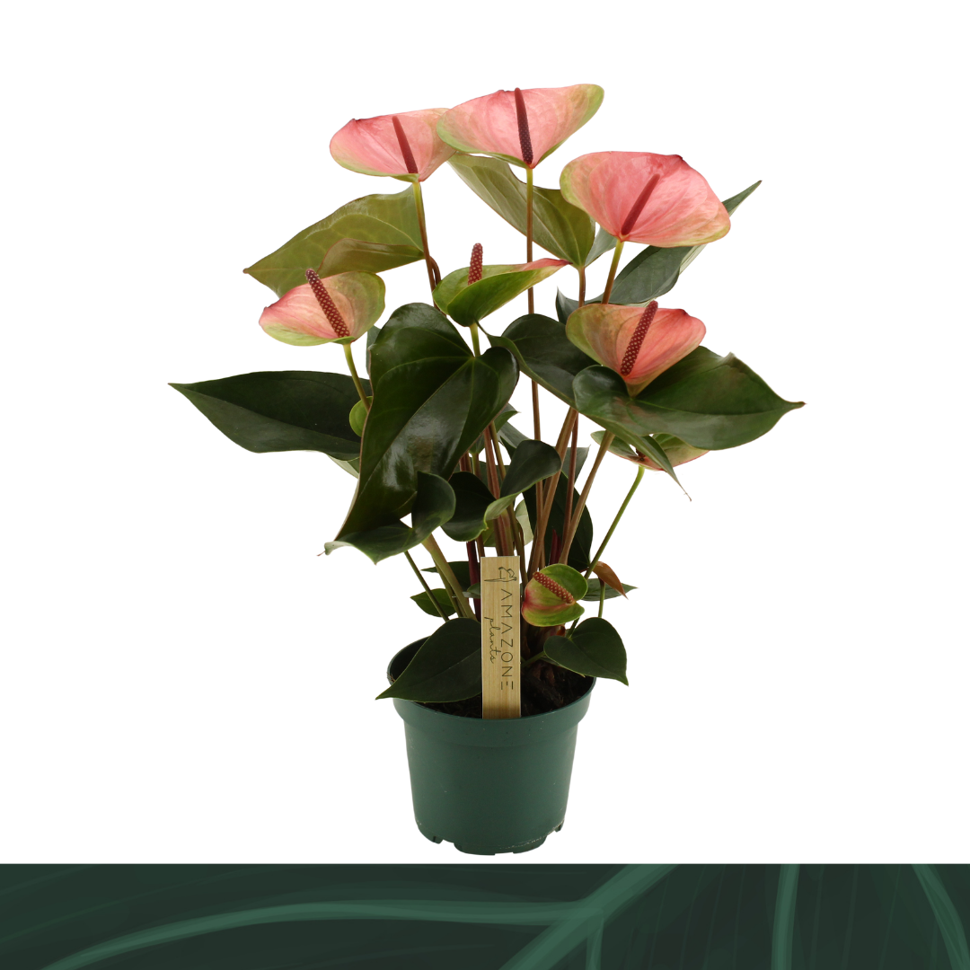 Anthurium Sunset 12cm, D 12