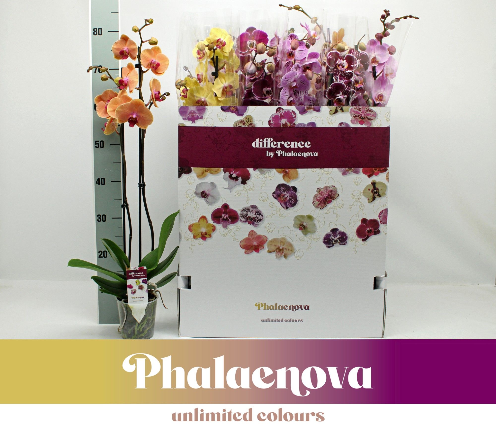 Gemengd 2-tak 80cm 12 Kleuren doos mix (RIJP), D 12