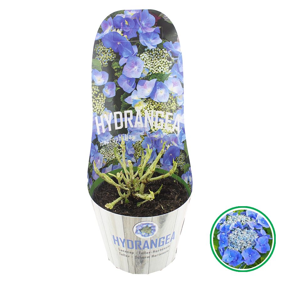 Hydrangea teller Blauw C2 (17cm) Potcover, D 17