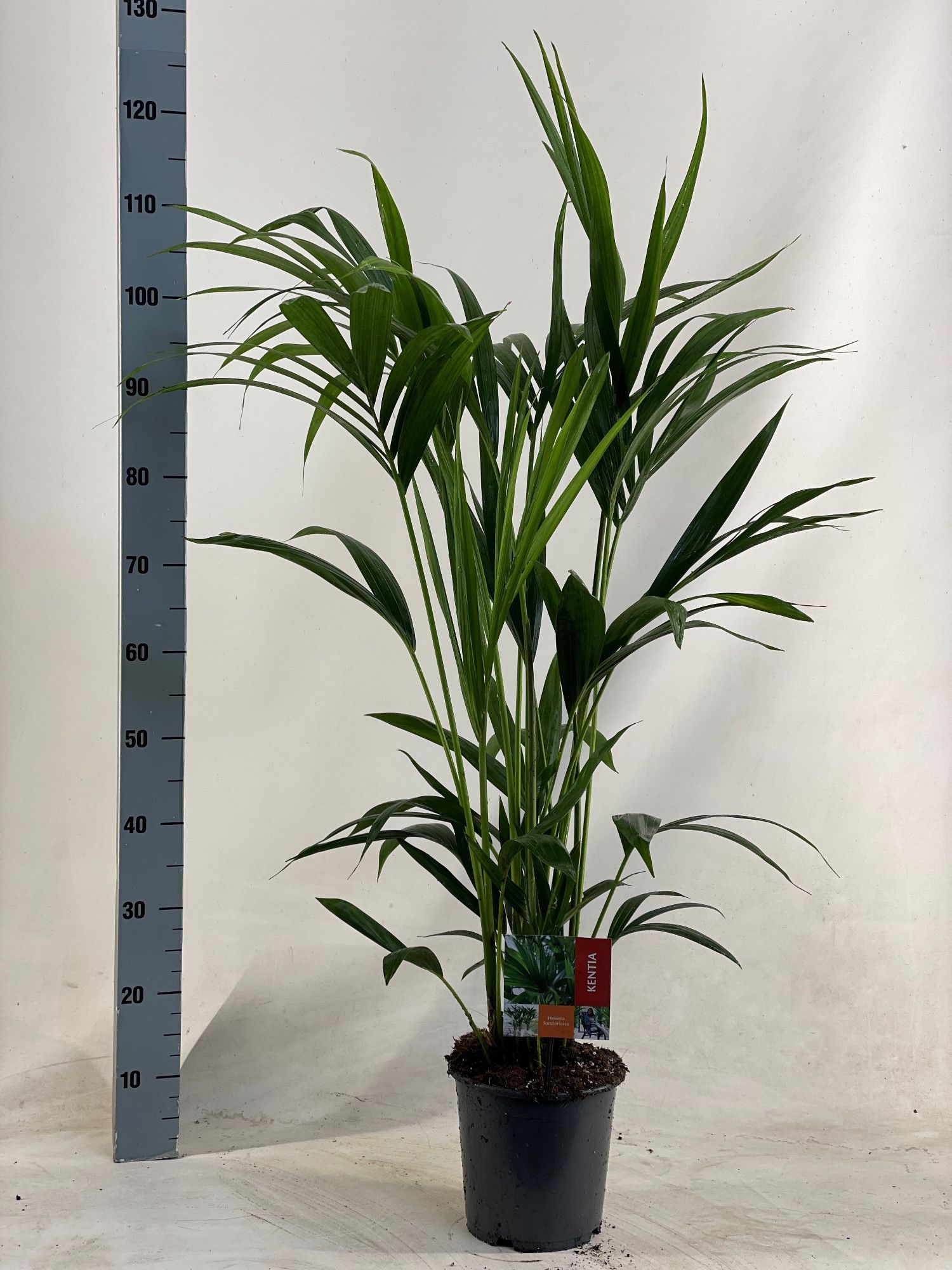 KENTIA - P19 H120 - 6PP, D 19