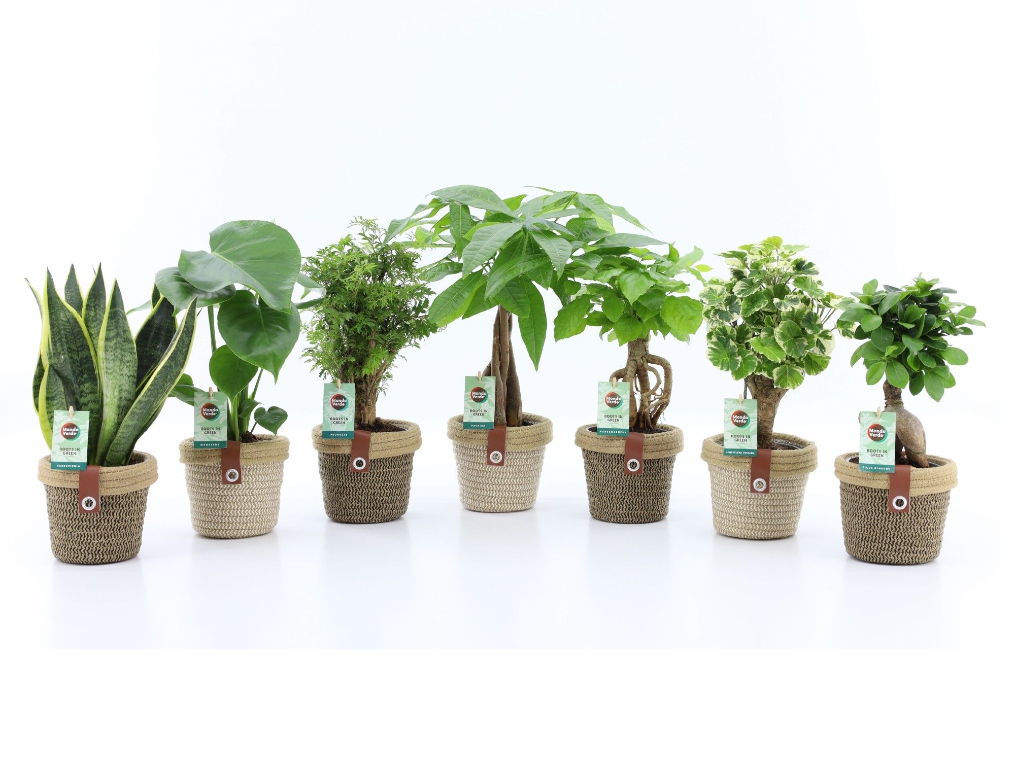 Exotic Green Mix in Noah Deluxe, D 14