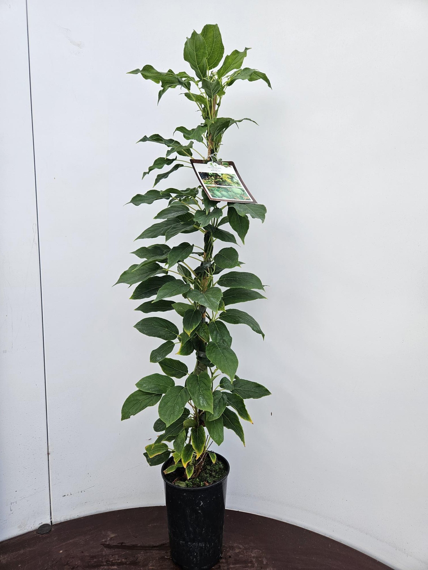 Actinidia arguta Issai, D 13 cm