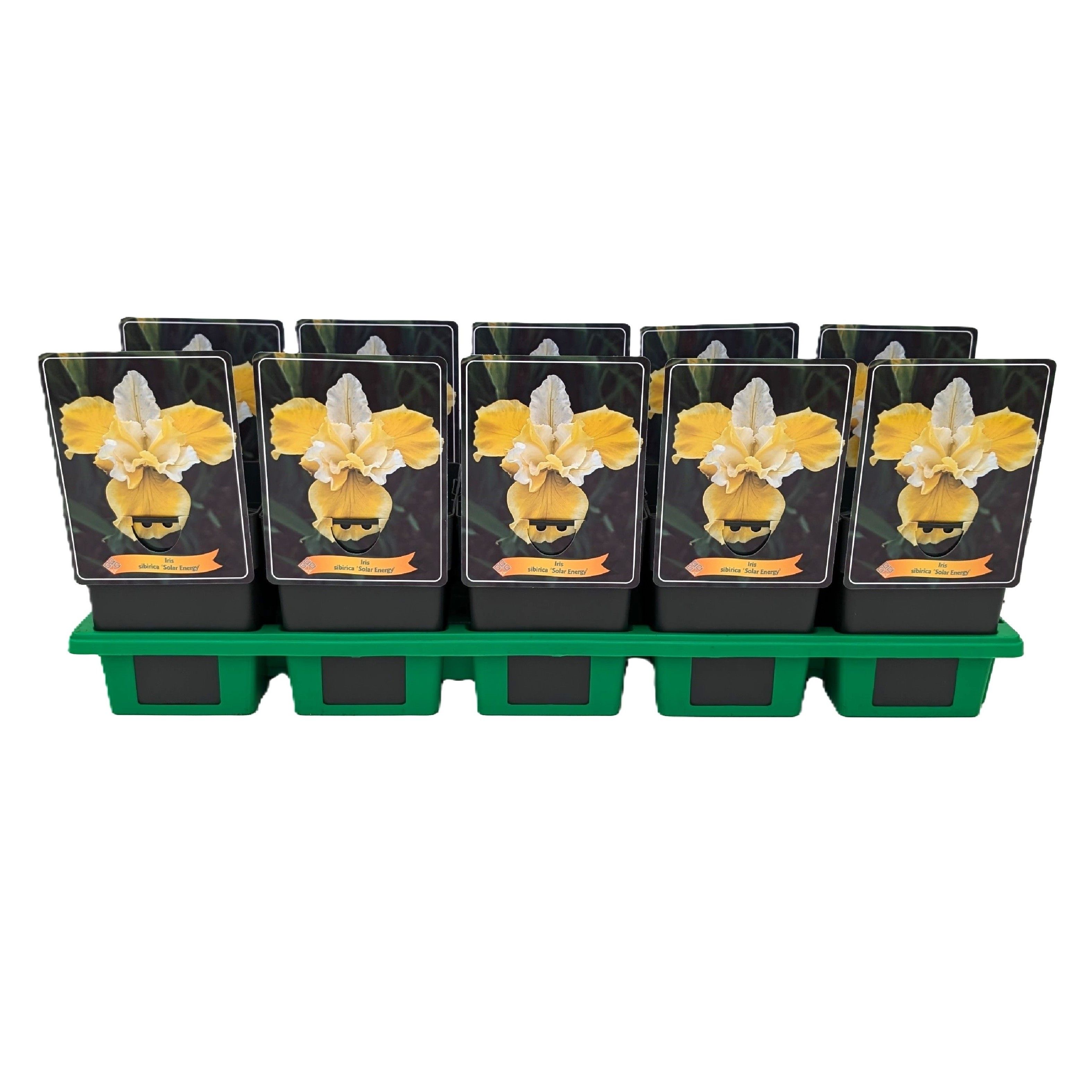 Iris Sibirica 'Solar Energy' P11, D 11