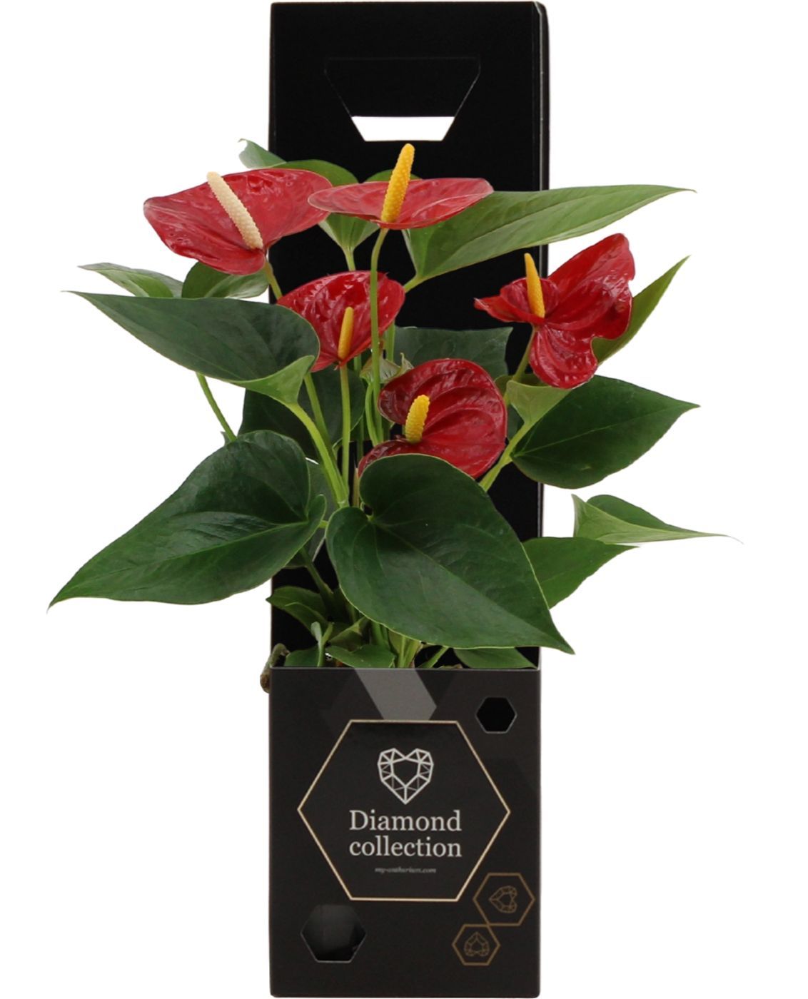 Anthurium Diamond Red in Diamond giftbox, D 9