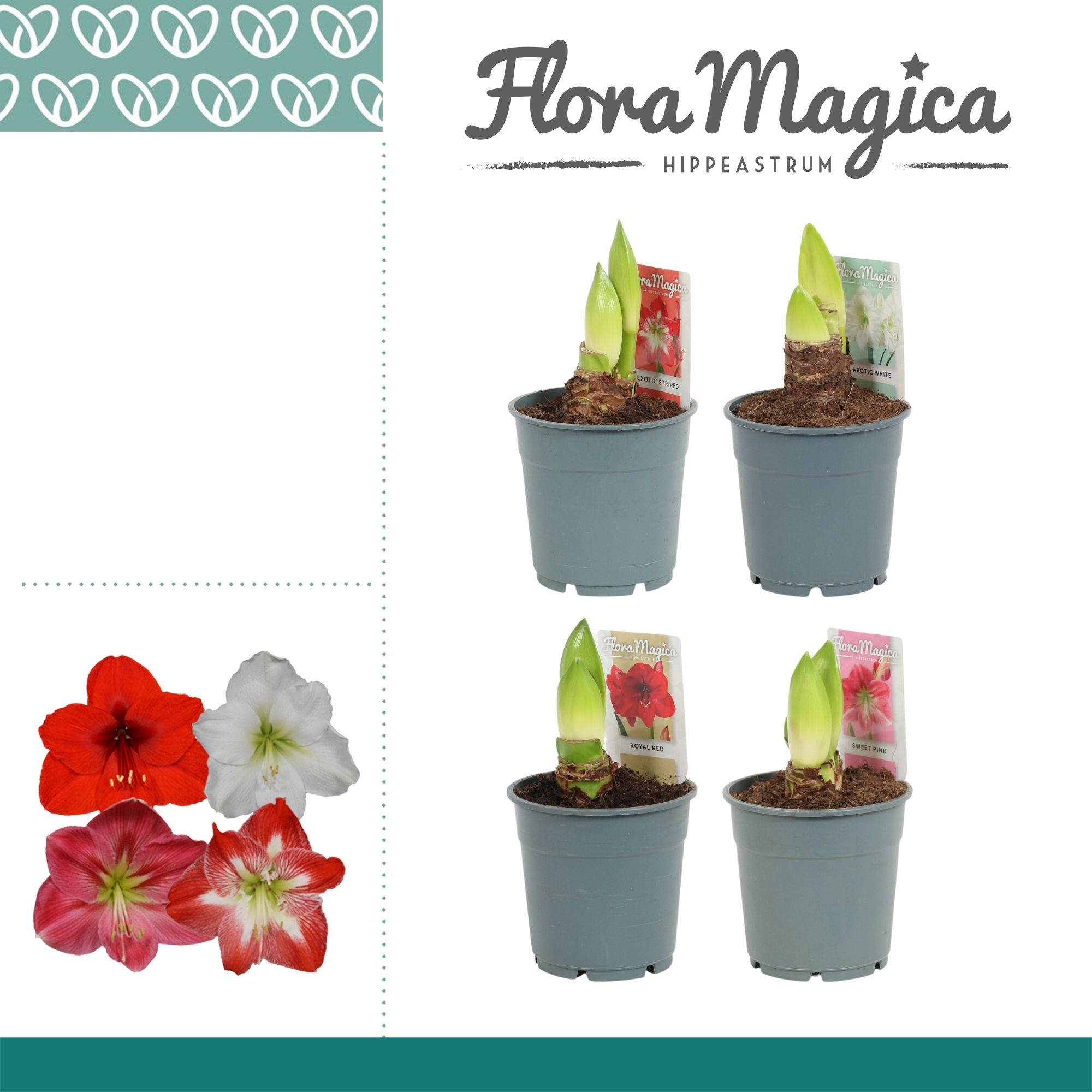 Amaryllis Mix 2 Knop, D 12