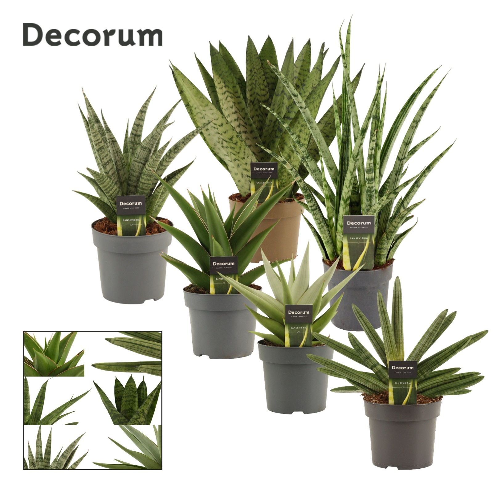 Sansevieria Luxury Mix 14 cm (Decorum), D 14