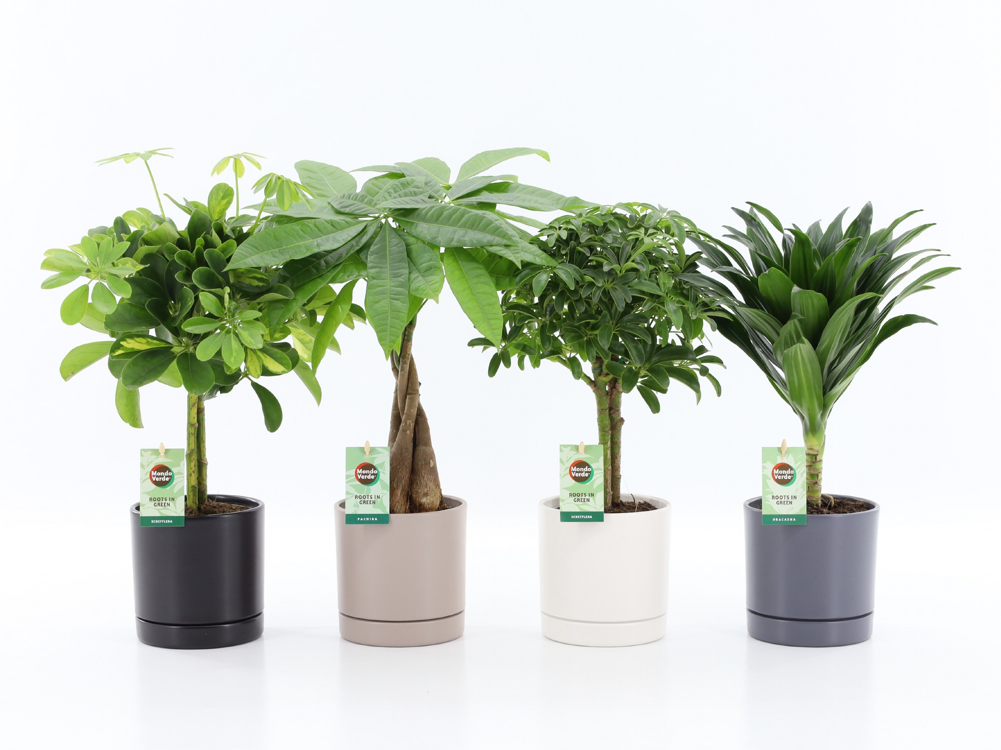 Stammenmix in Hainan Keramiek 4 kleuren, D 14