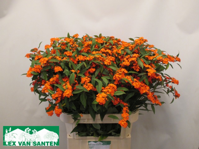 Эуфорбия куст. Квин Оф Оранж 80, шт.