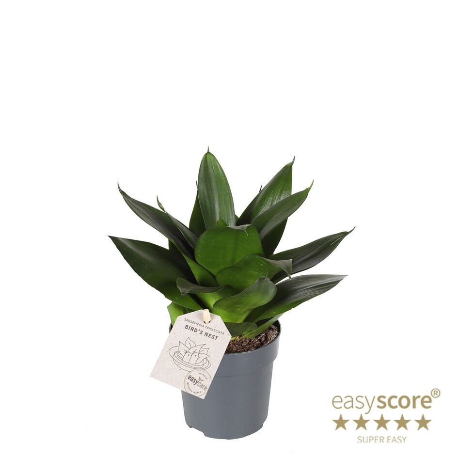 SANSEVIERIA TRIFASCIATA 'BLACK JADE', D 11