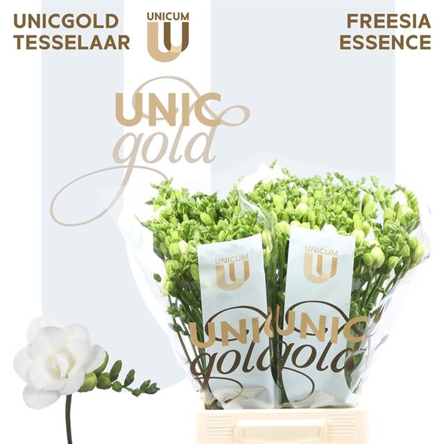 Фрезия дв. Эссенс 50 (бел.), шт.