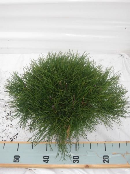 Pinus mugo pumilio, D 17 cm Pinus mugo pumilio, D 17 cm
