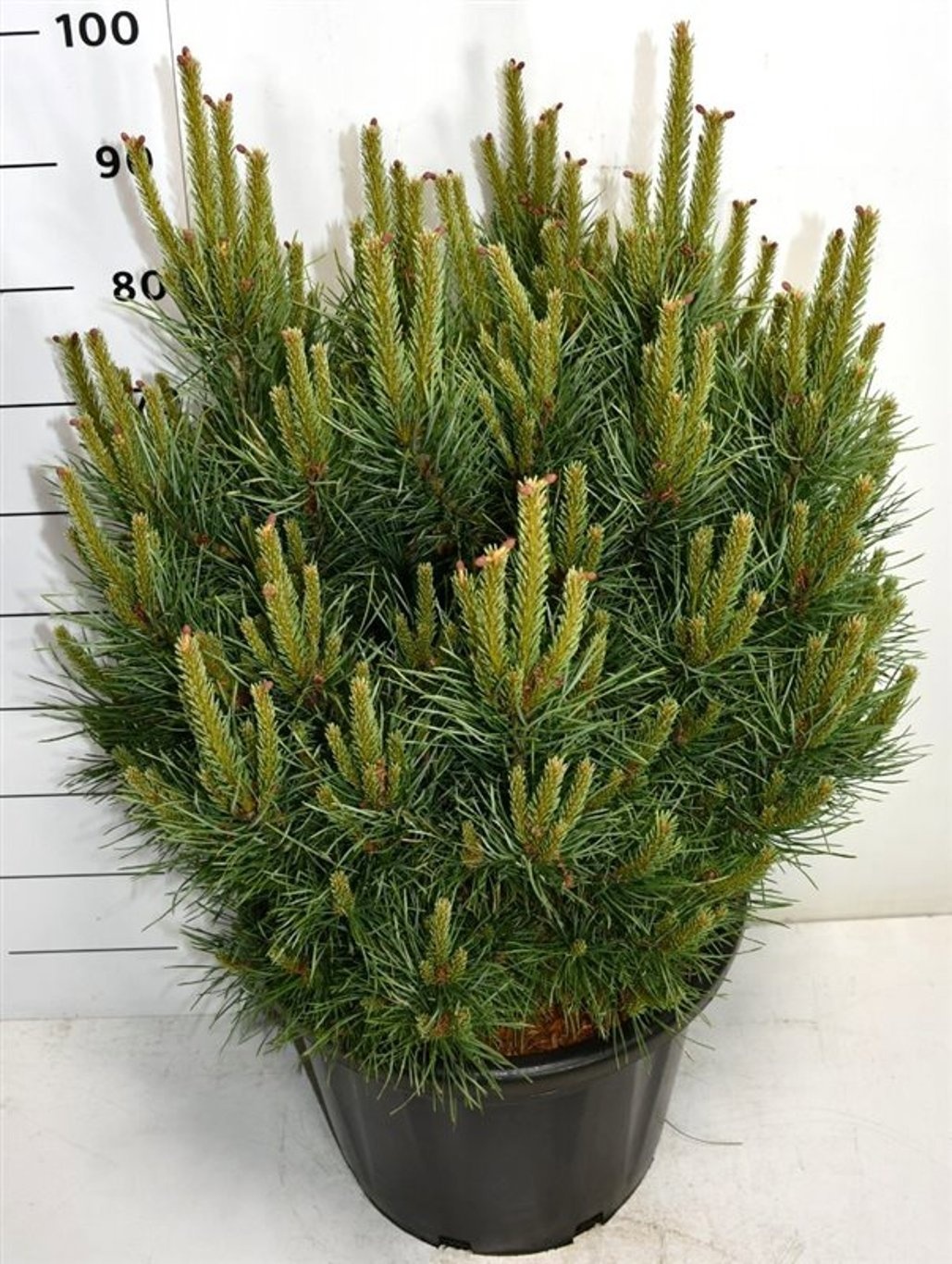 Pinus sylvestris 'Watereri', D 38