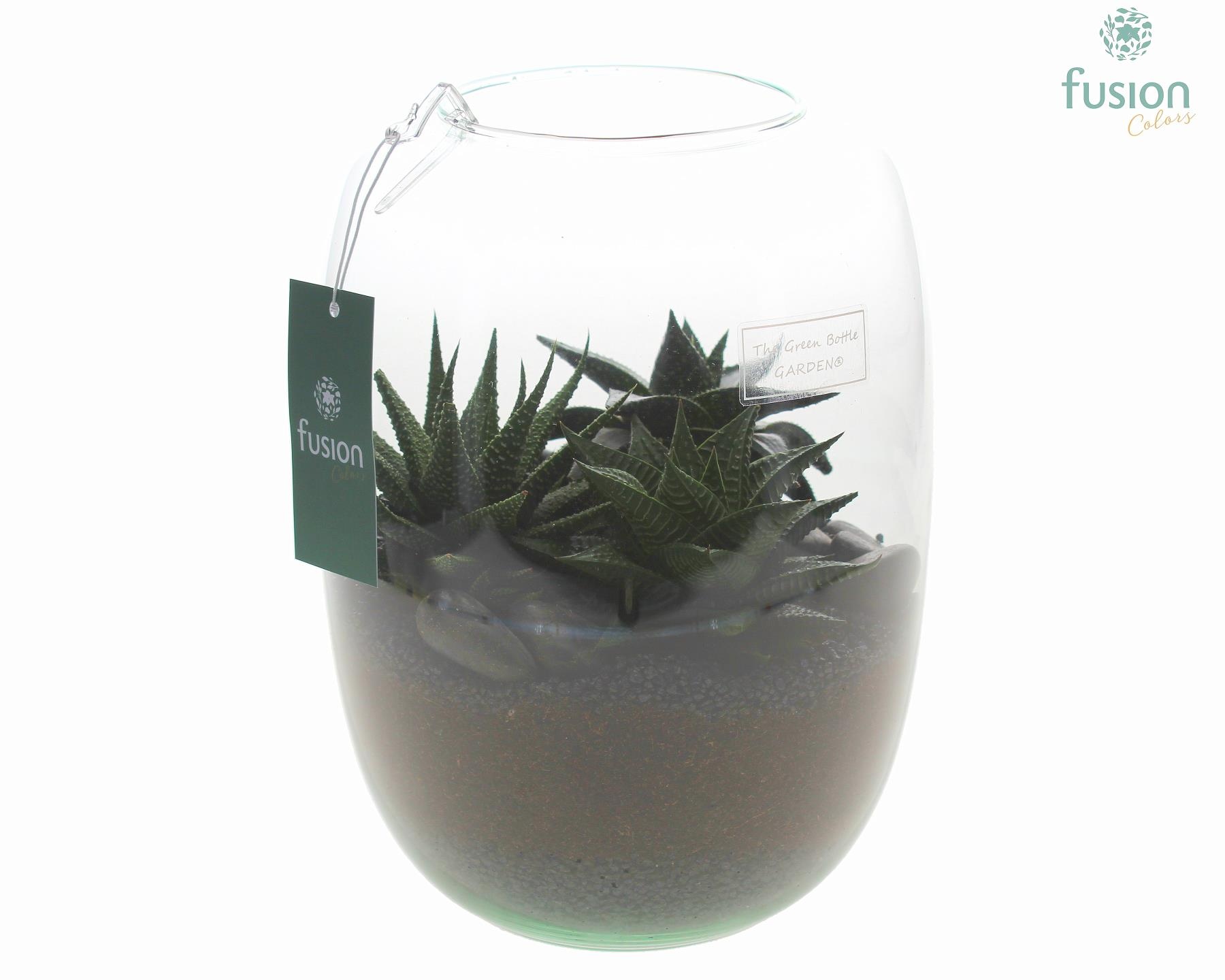 Green Bottle Isabella Large met Haworthia, D 19