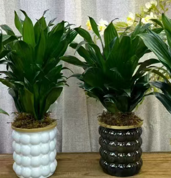 Драцена компакта фрагранс в кашпо 10 25 11 30