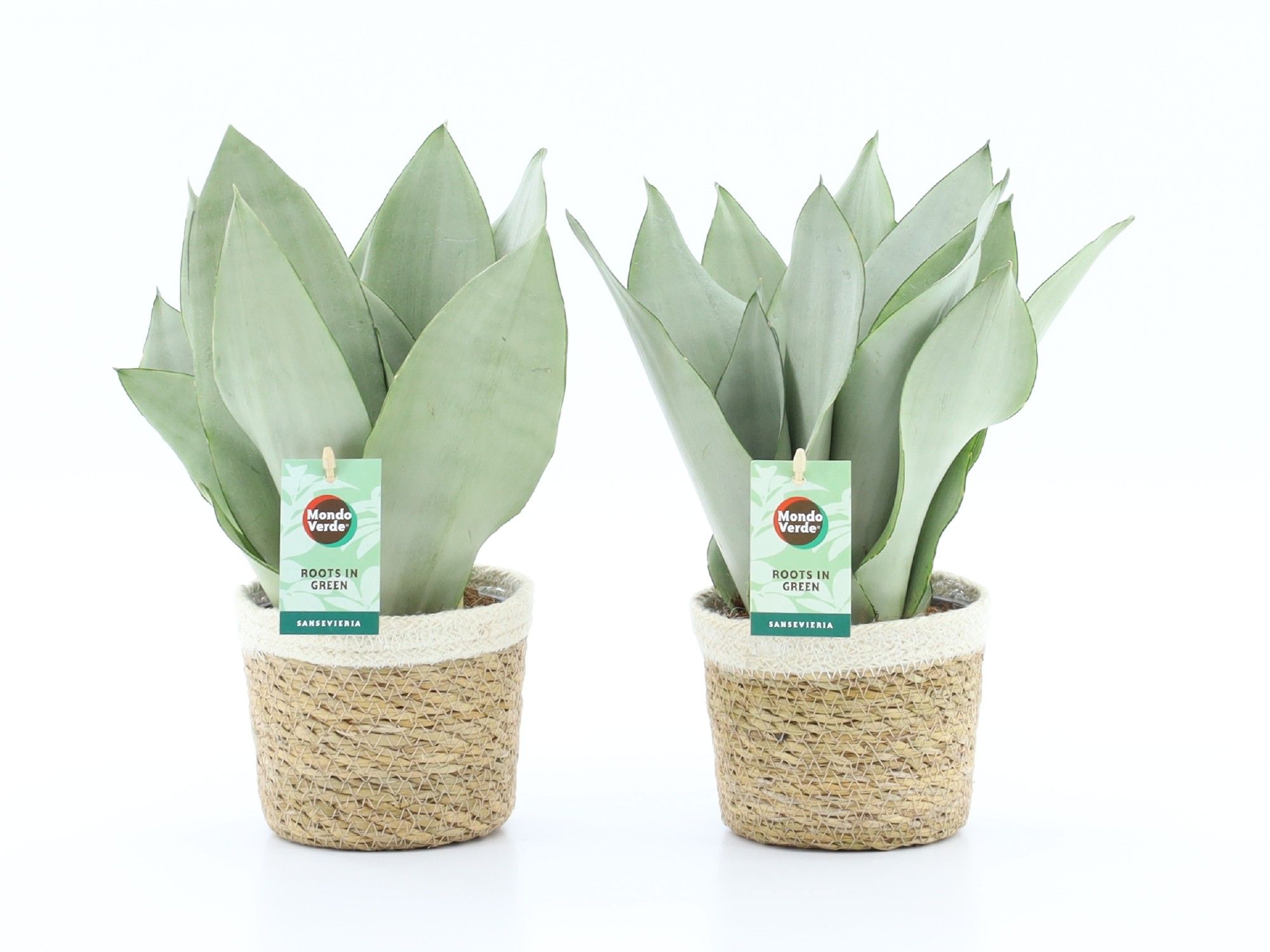 Sansevieria Moonshine in Noah Korb, D 14