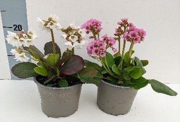 Bergenia Hybrid 'Schneekristall' Wit, D 13