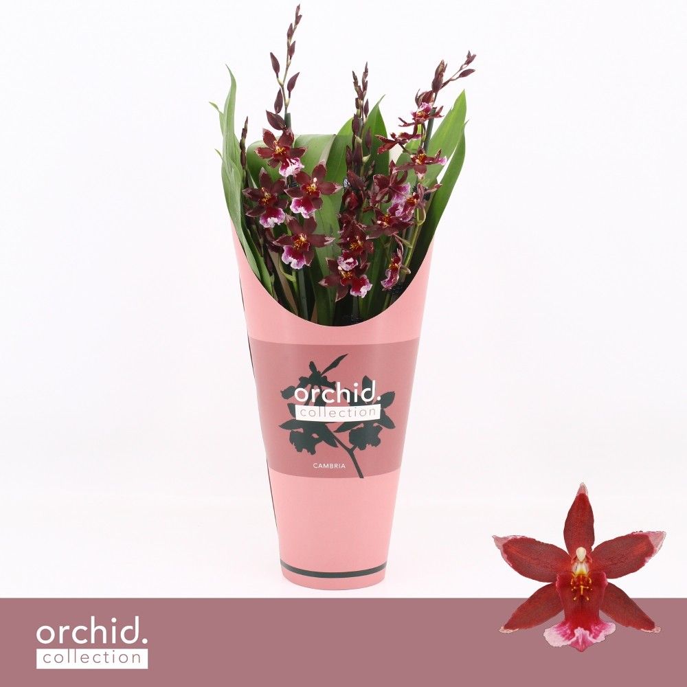 Barrocco Red, 5/6-spike Compact 'Orchid Collection' Potcover, D 12