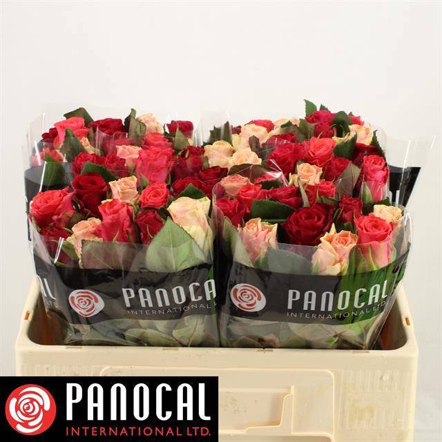 Роза од. Такази Микс 50, шт.