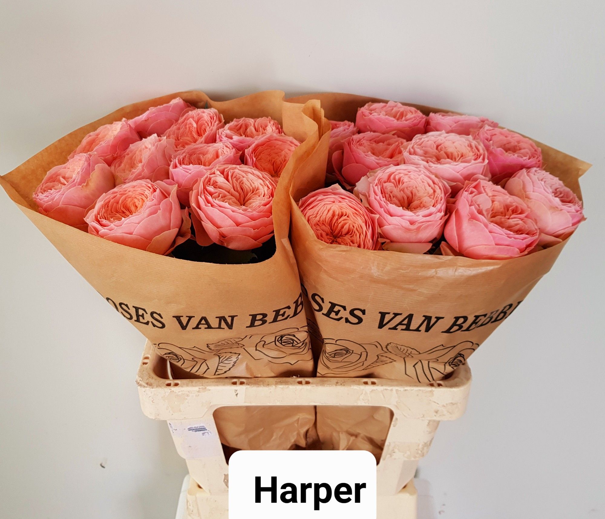 Роза од. Харпер! 60, шт.