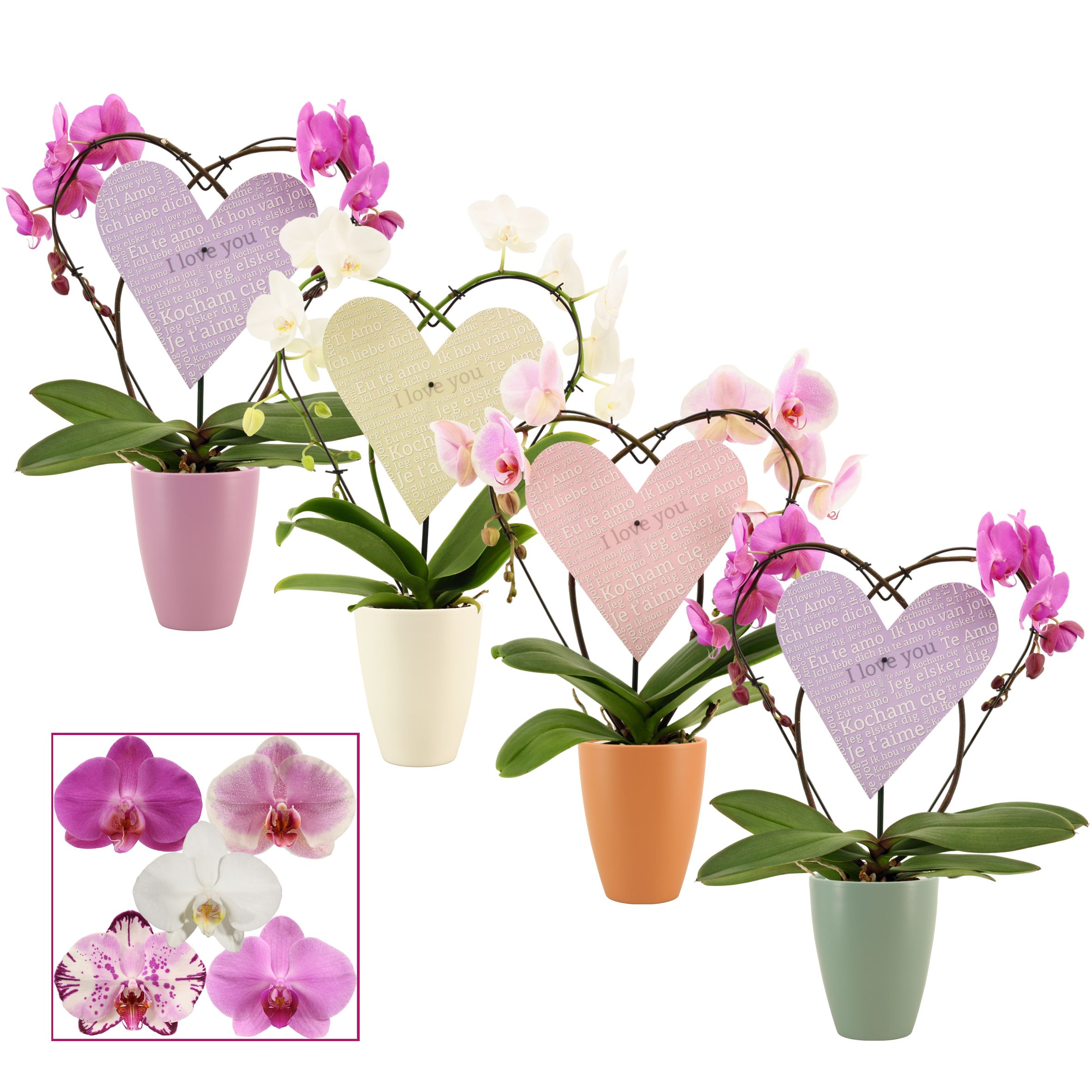 Phalaenopsis Heart 2 Heart mix in Carly (Craft world-collection), D 12