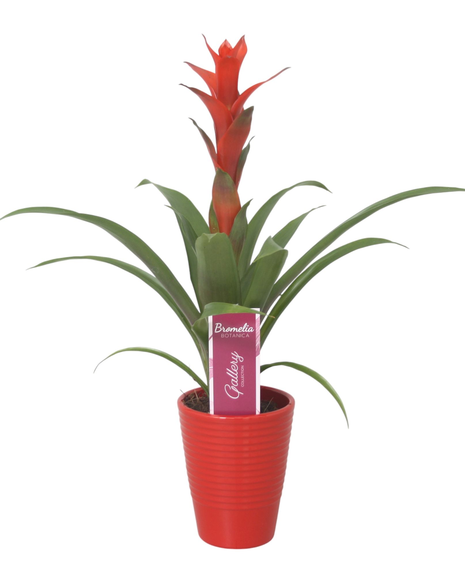 Guzmania 'Ostara' in rood ribbel keramiek, D 11