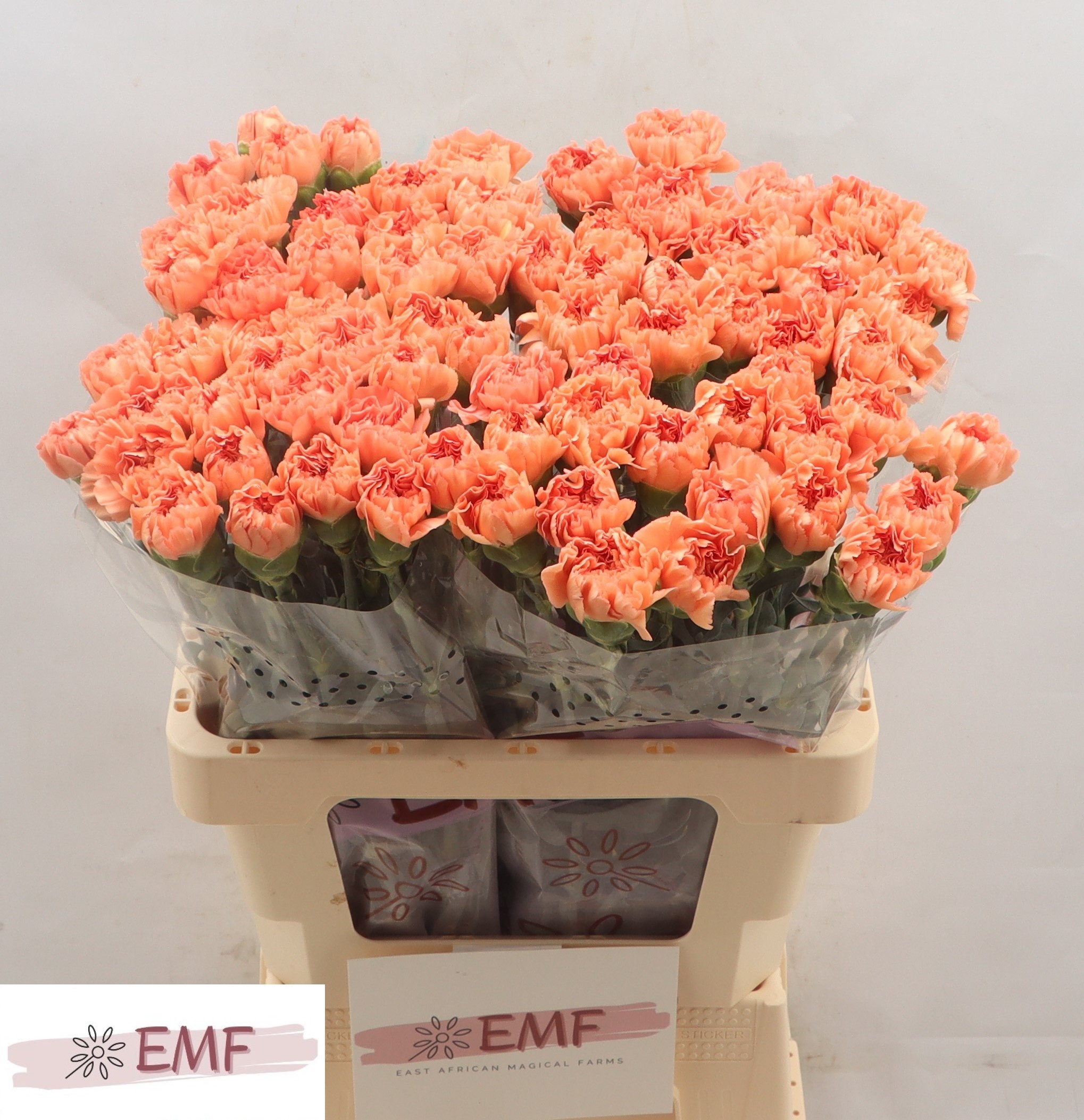 Диантус од. Мэган, шт.