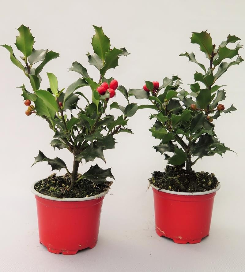 ILEX AQUIFOLIUM ARTIFICIAL BERRIES, D 9 cm ILEX AQUIFOLIUM ARTIFICIAL BERRIES, D 9 cm