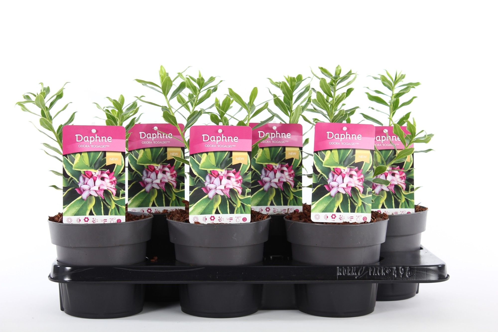 Daphne od. 'Rogalski'® P13, D 13 cm Daphne od. 'Rogalski'® P13, D 13 cm