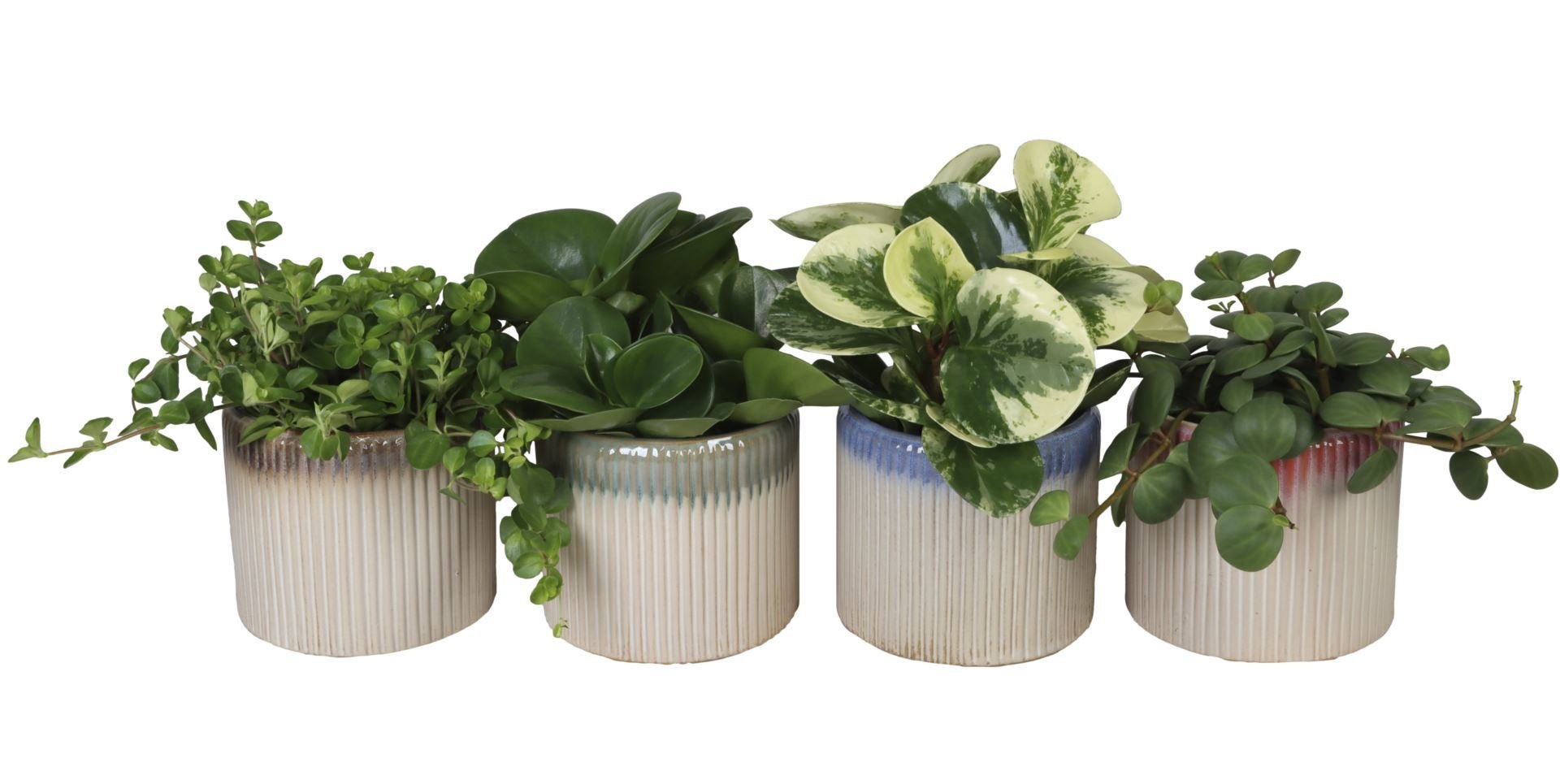 L 67129 with Peperomia Mix 12 cm, D 12 cm