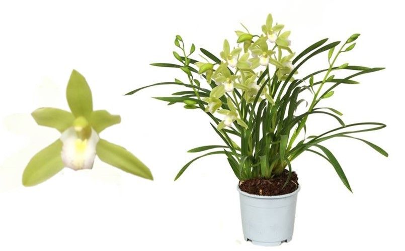 Cymbidium, Mint Source 5+ spike 'Orchid Collection' P9, D 9