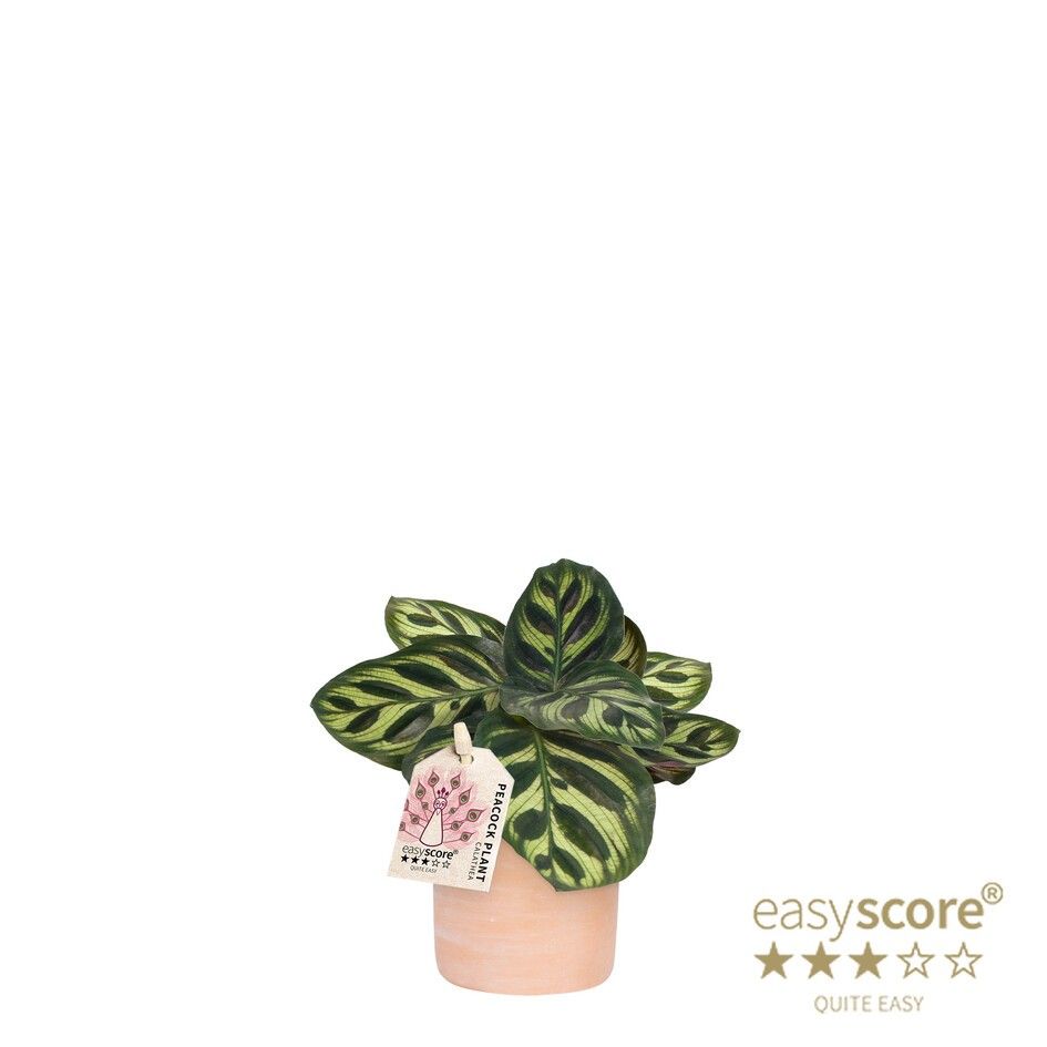 Raw Terracotta, Calathea makoyana, D 7