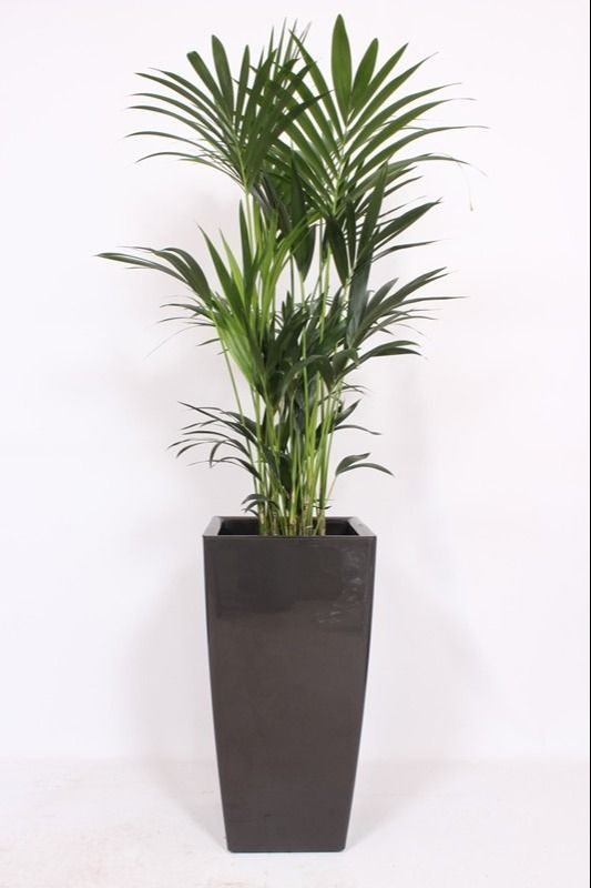 Howea Forsteriana in Piza pot "antraciet", D 40