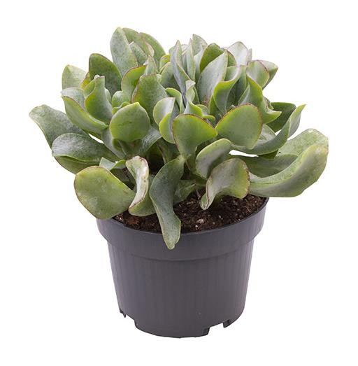 Crassula arborescens 'Curly', D 9 cm