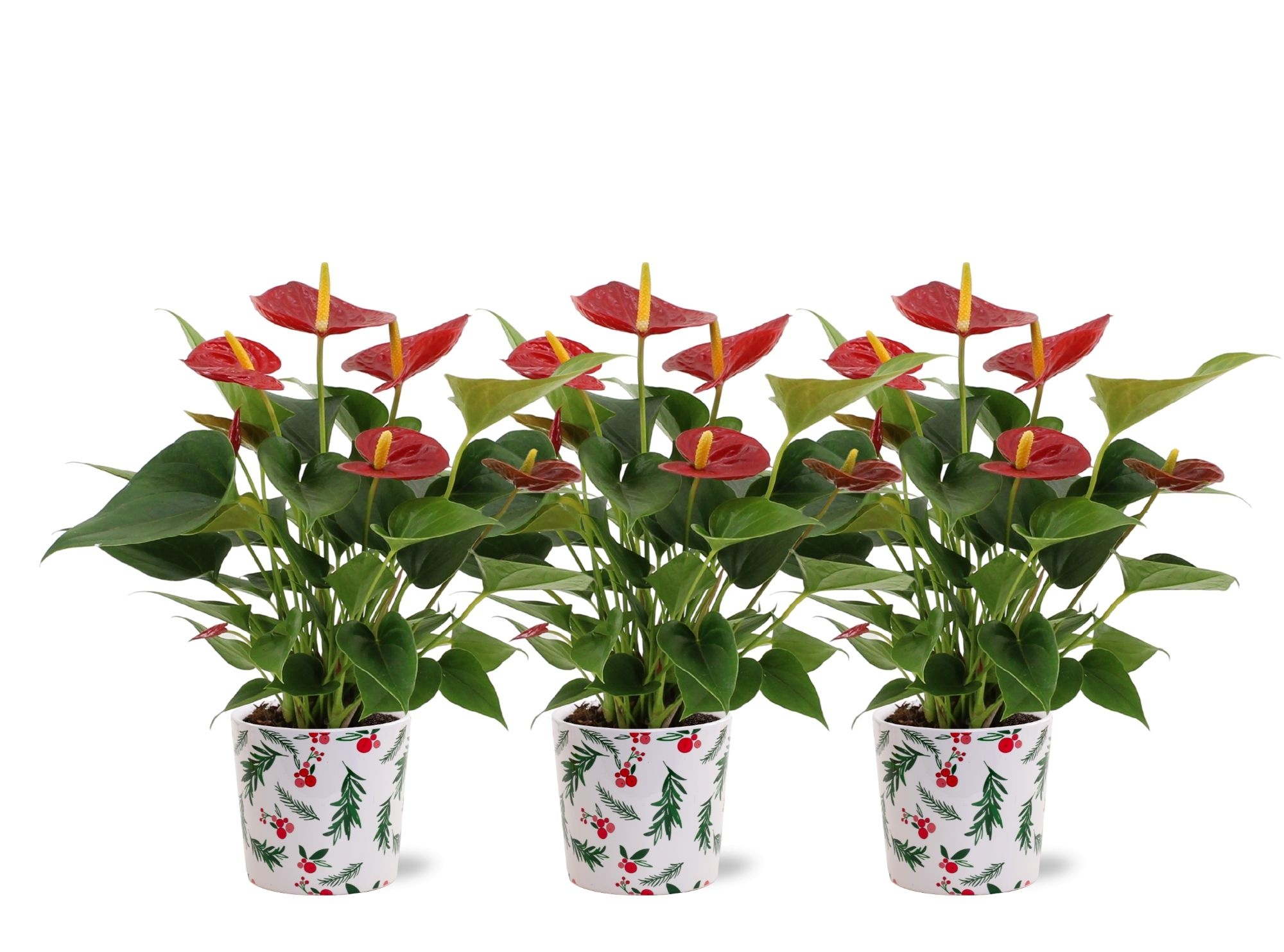 Anthurium Diamond Red in Noel Holly ceramics, D 12 cm