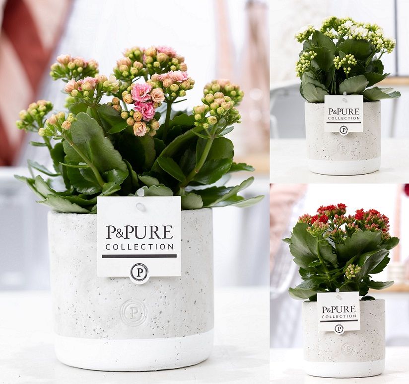 Kalanchoe mix in P&PURE Jade 5 ceramics, D 12 cm Kalanchoe mix in P&PURE Jade 5 ceramics, D 12 cm