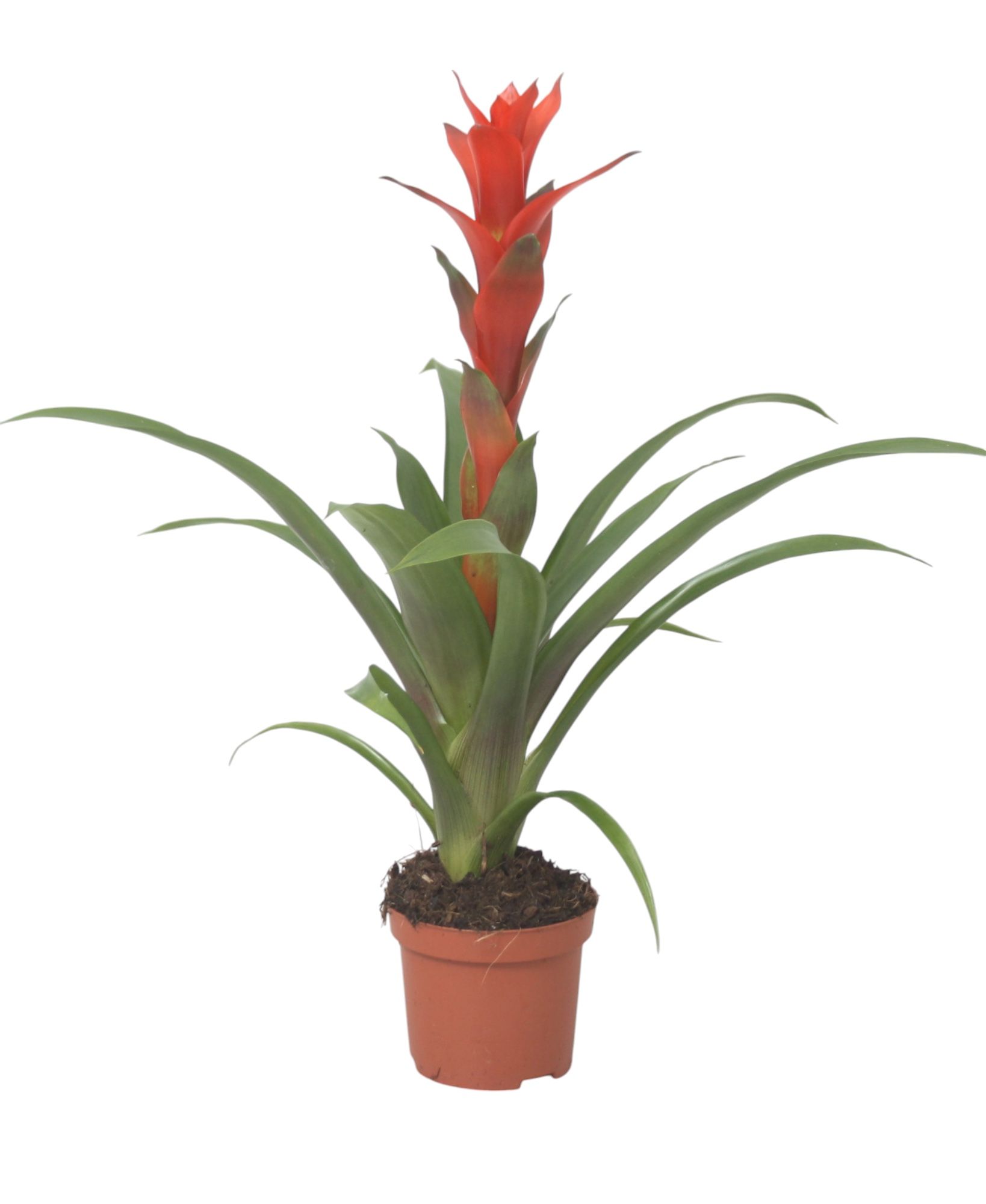 Guzmania Ostara, D 9