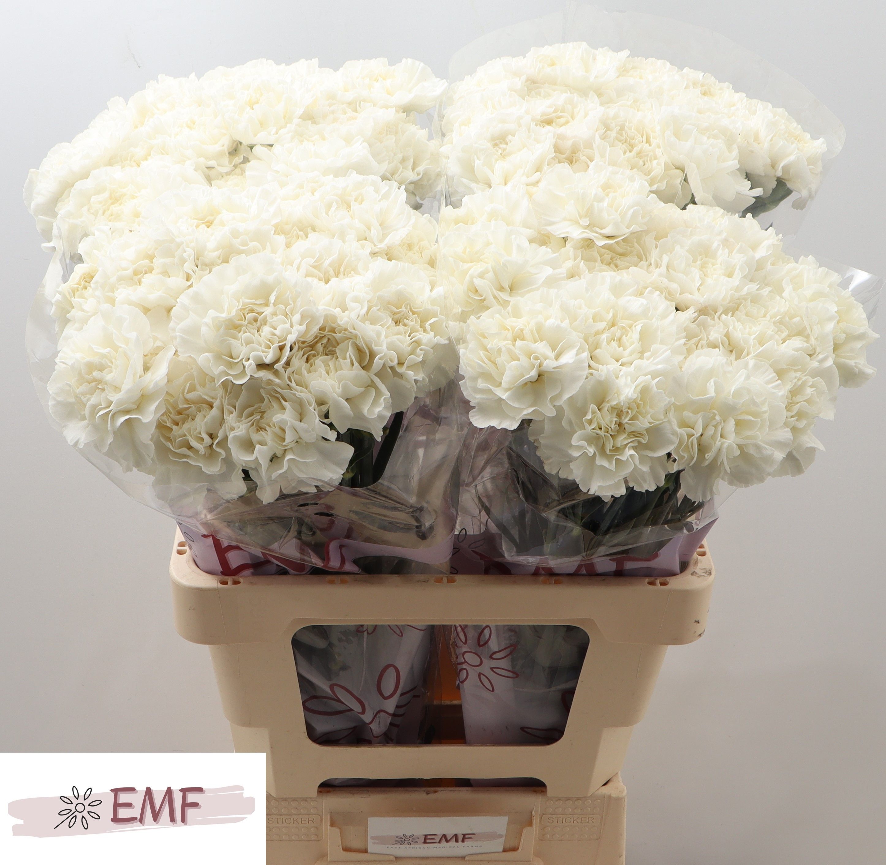 Диантус од. Эверест, шт.