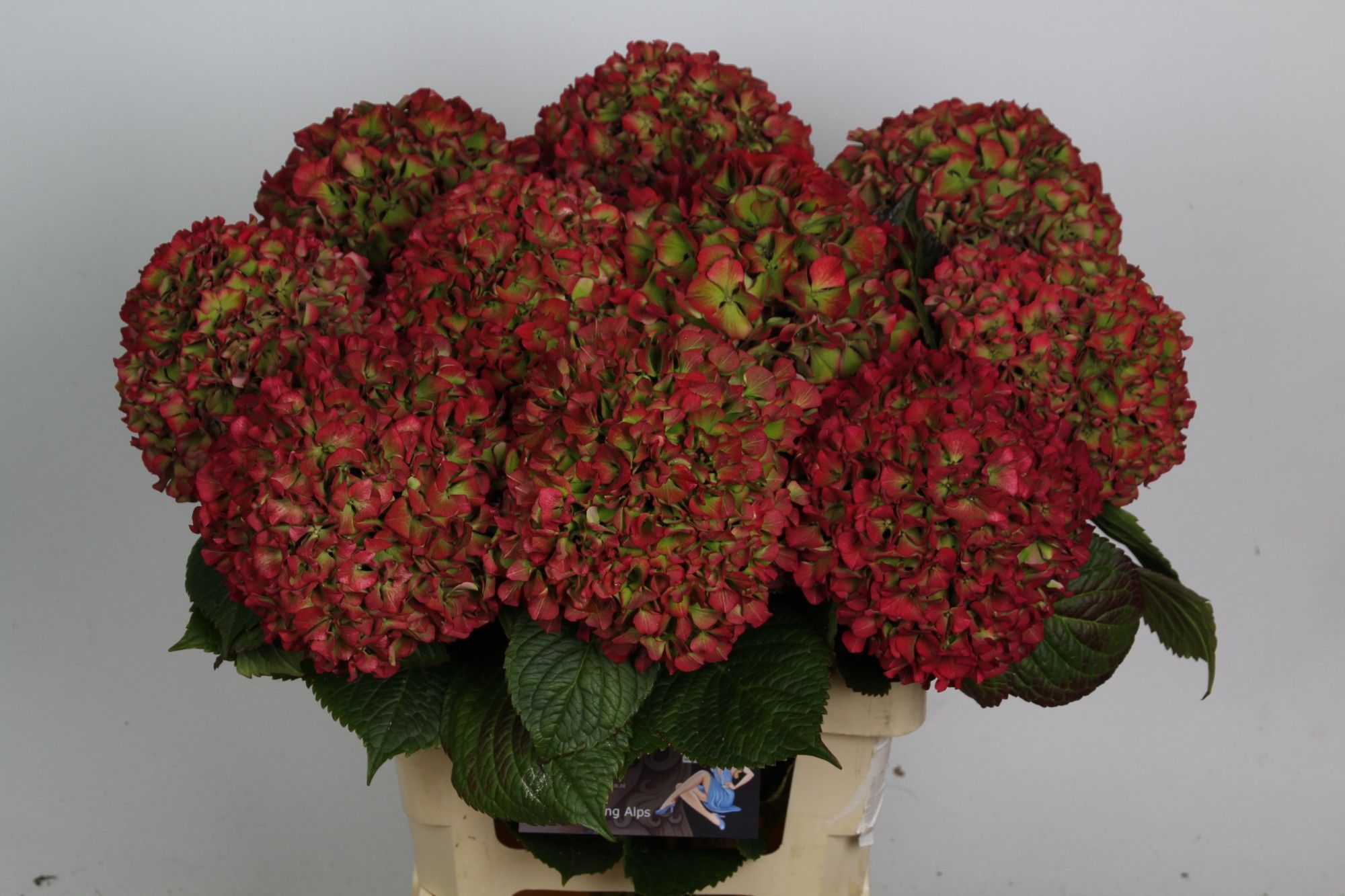 Гортензия Глоуин Альпс Классик 65, шт.