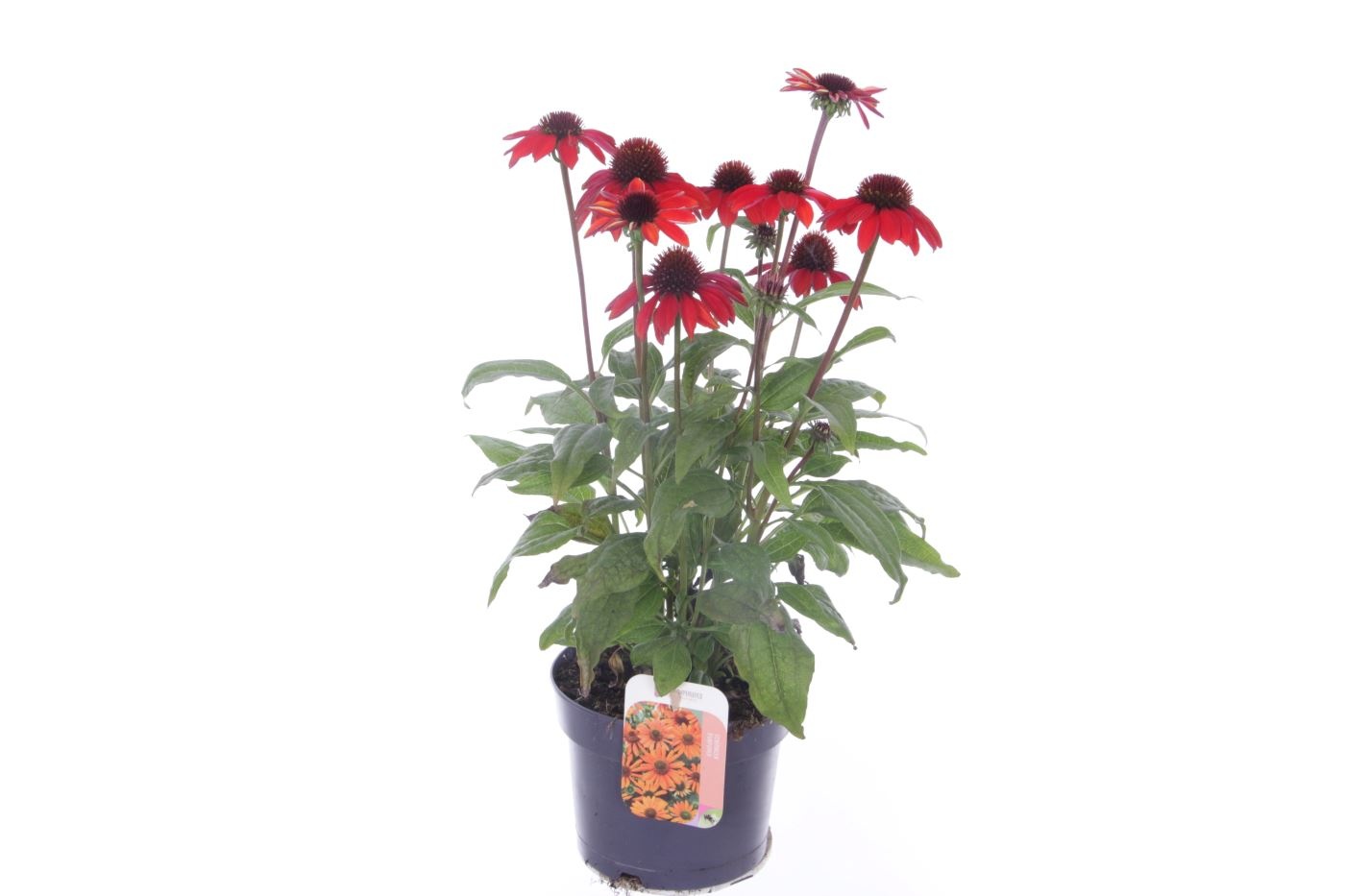 Echinacea purp. Sombrero Red, D 17