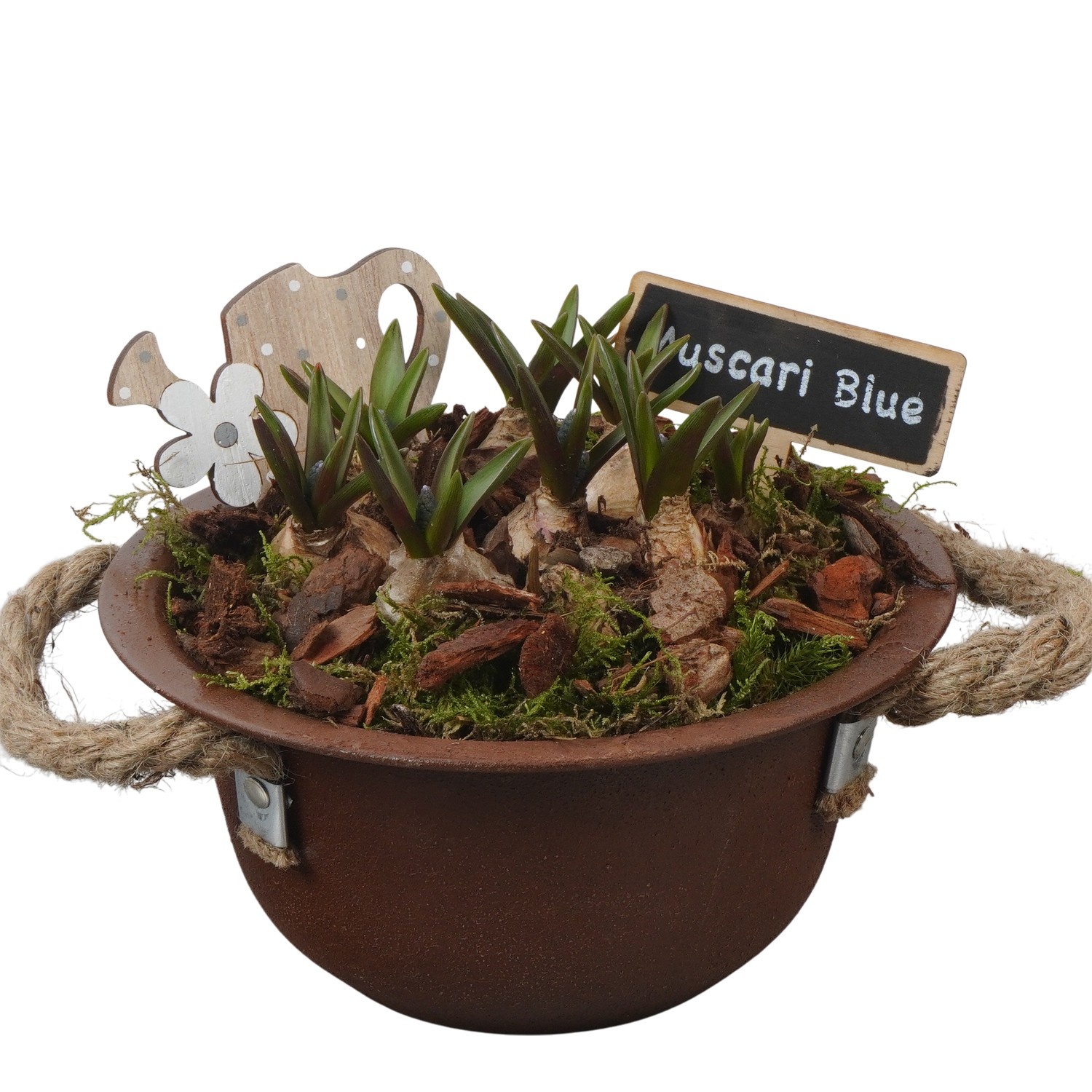 PTMB6118 Arrangement Muscari Blue in zink schaal, D 18