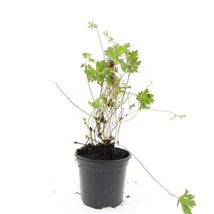 Geranium Rozanne, D 14 cm Geranium Rozanne, D 14 cm