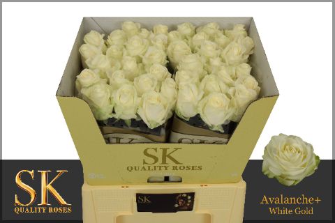 Роза од. Аваланш+ 60, шт.