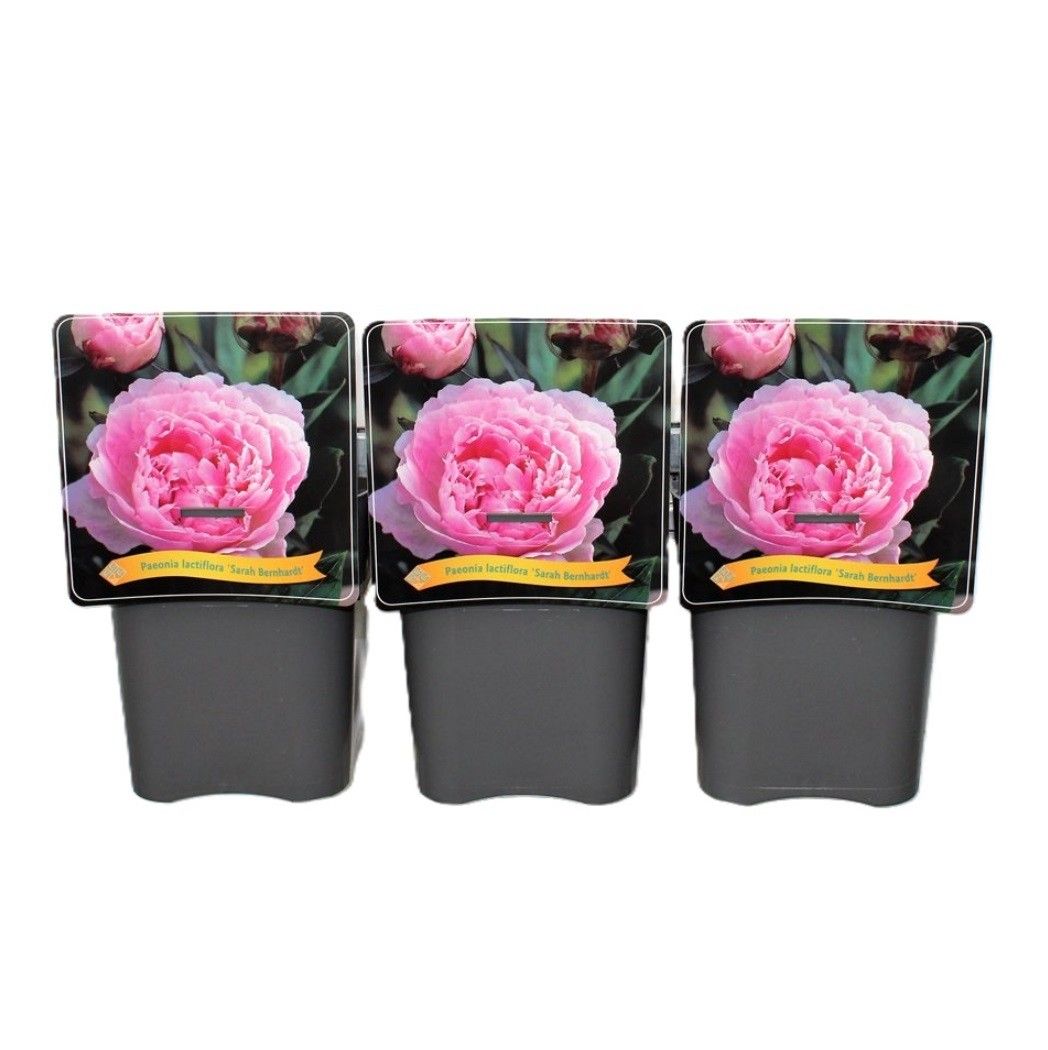 Paeonia Lactiflora 'Sarah Bernhardt' C5, D 21